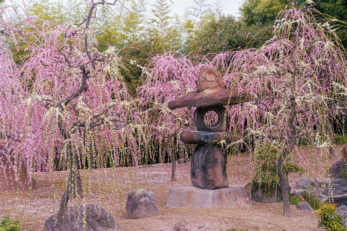 🌸 야기의 수양매(야기노시다레우메) 이미지 6